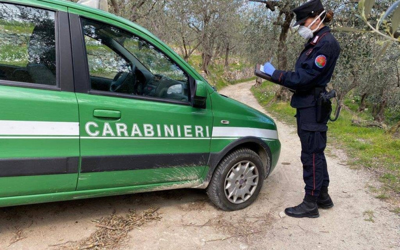 Sequestrati dai Carabinieri Forestali oltre 2.500 esemplari di avifauna